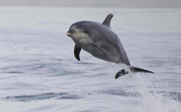 Dolphin above the water
